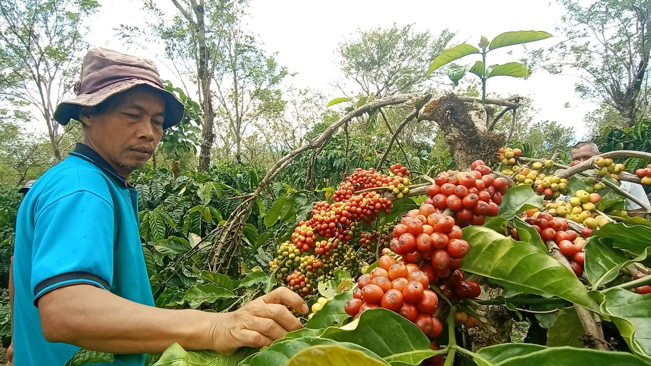 Petani Memanen Kopi Petik Merah di Hutan Kemsyaraktan Kibuk, Pagaralam, Sumatera Selatan.