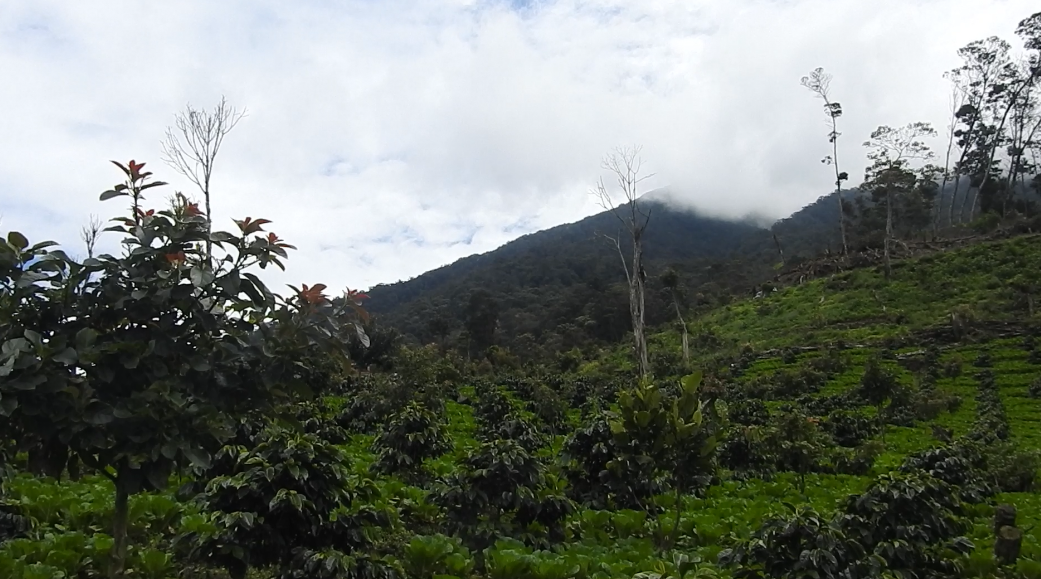 hutan kemasyarakatan kibuk _ perhutanan sosial _ Sumatera Selatan _ agrowisata